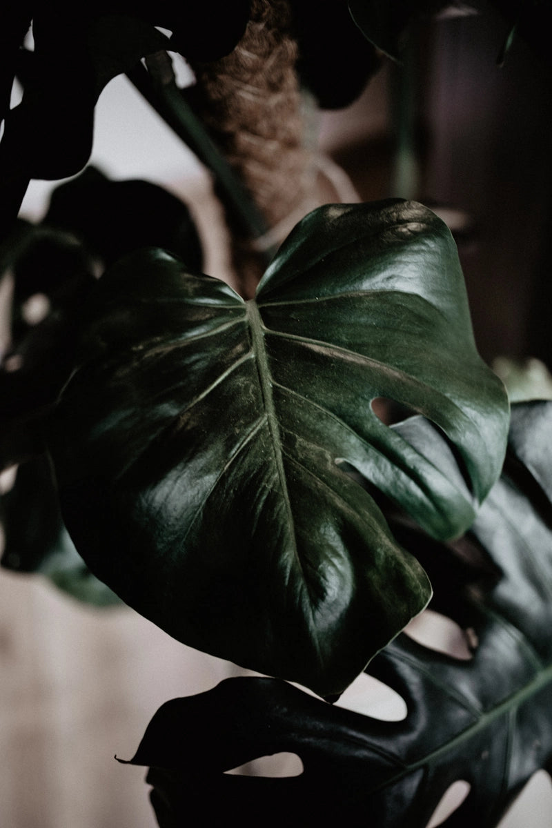 Saly Savons Saly Cosmétiques marque