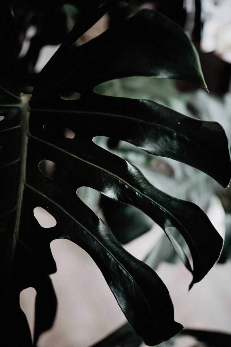 Saly Savons Saly Cosmétiques marque