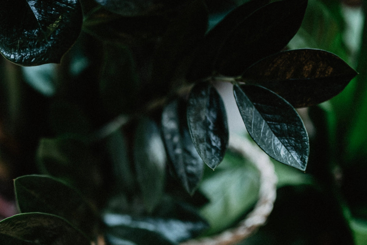 Saly Savons Saly Cosmétiques