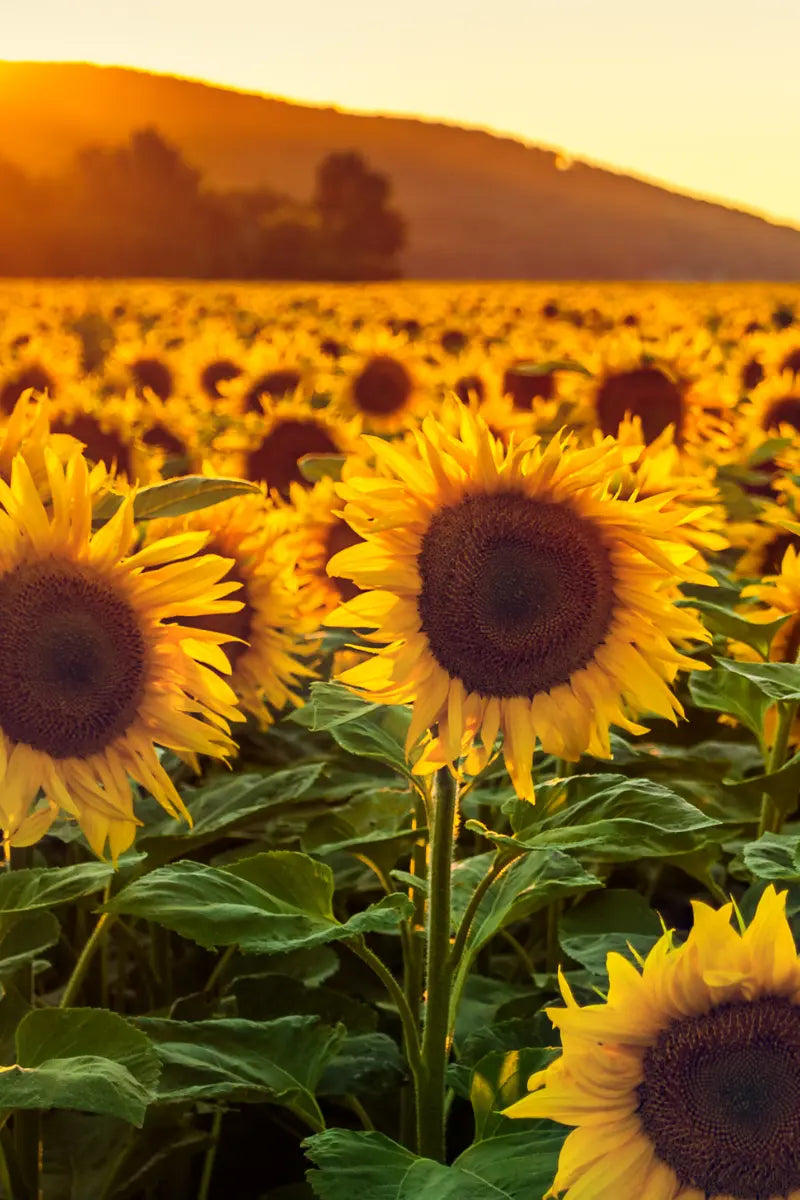 ingrédient phare huile de tournesol saly cosmétiques